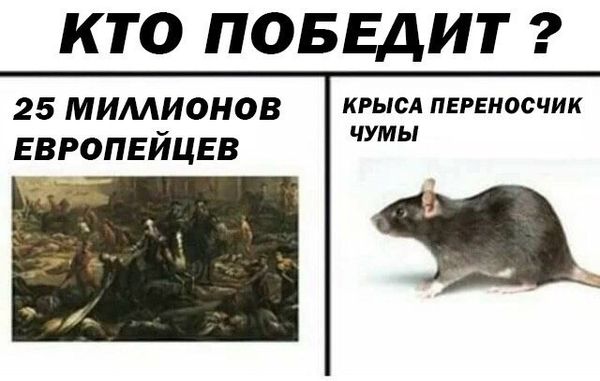 Обработка от грызунов крыс и мышей в Ижевске