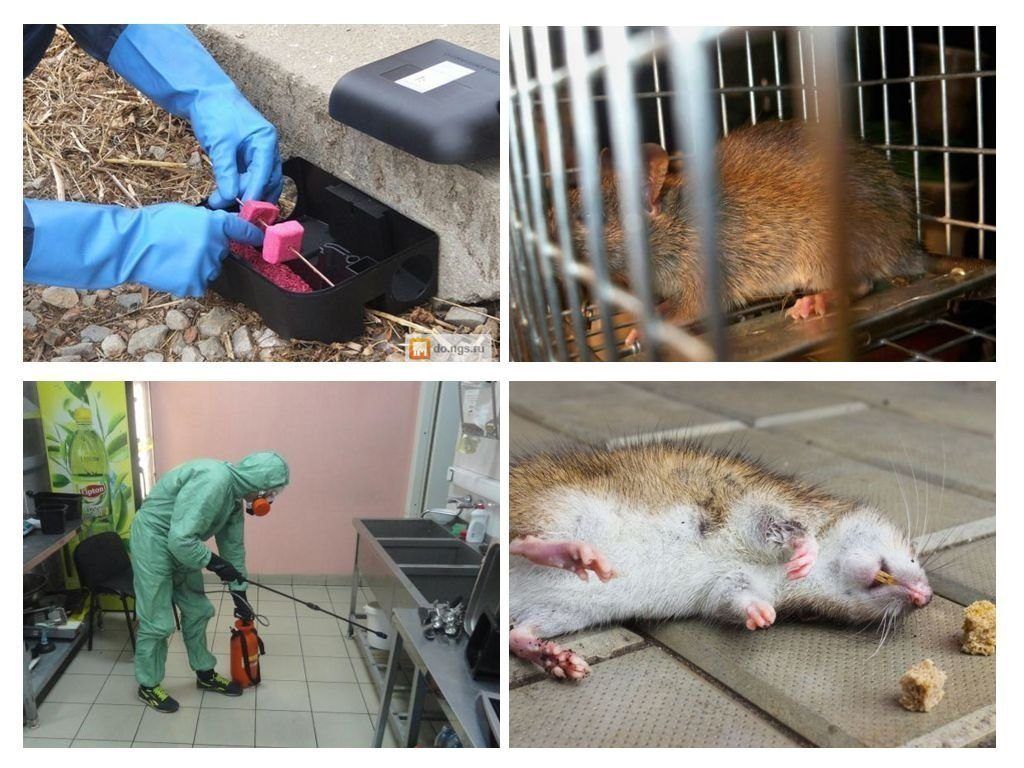 Дератизация от грызунов от крыс и мышей в Ижевске
