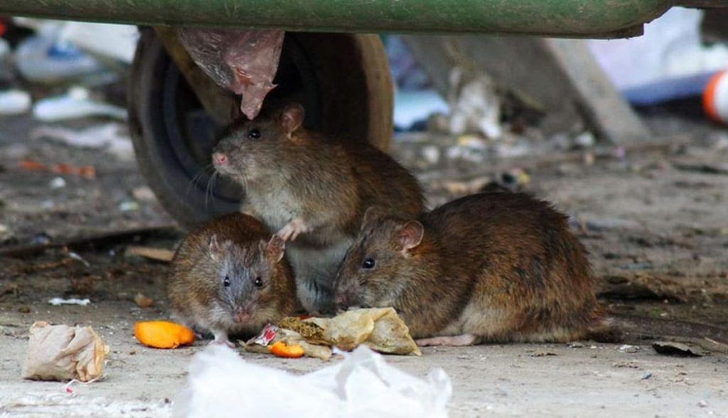 Травить грызунов крыс и мышей в Ижевске