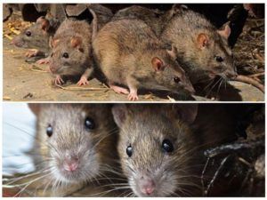Травить грызунов крыс и мышей в Ижевске
