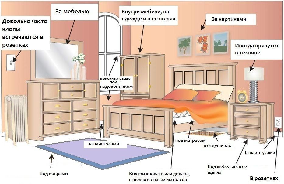 Обработка от клопов квартиры в Ижевске