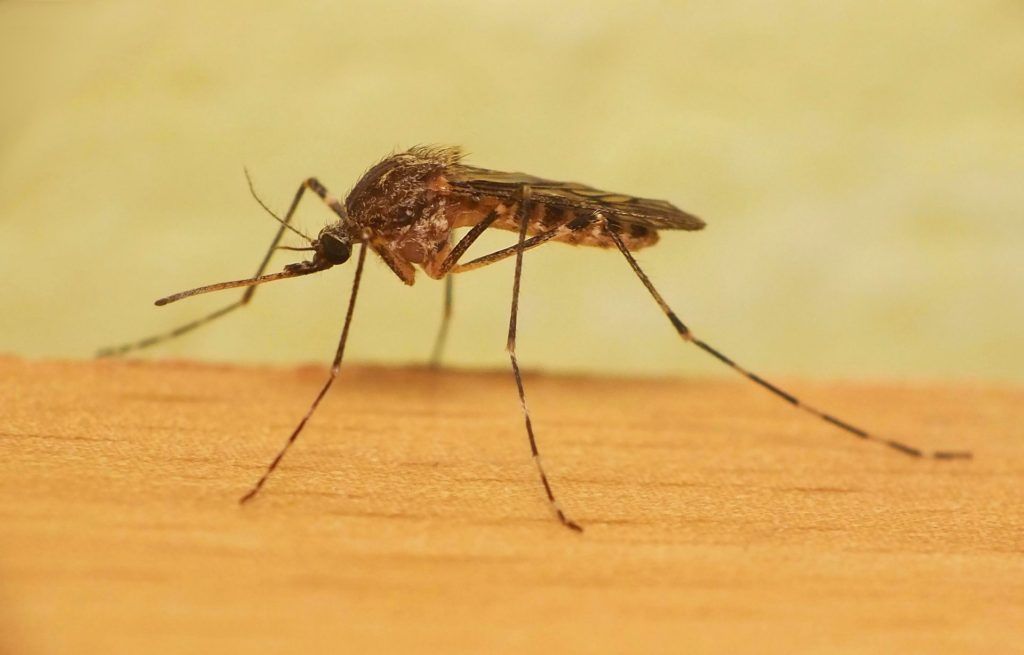 Уничтожение комаров в Ижевске