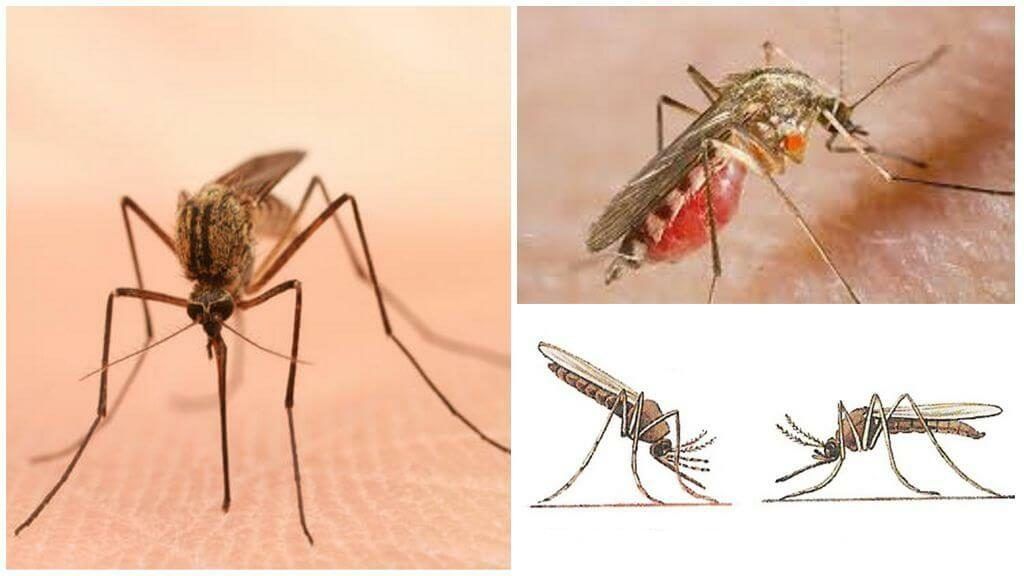 Уничтожение комаров в Ижевске