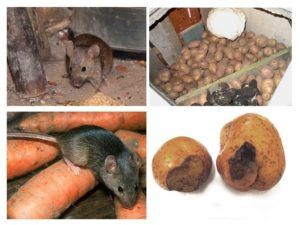 Служба по уничтожению грызунов, крыс и мышей в Ижевске