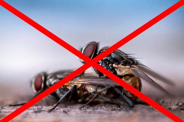 Профессиональное уничтожение мух в Ижевске с гарантией