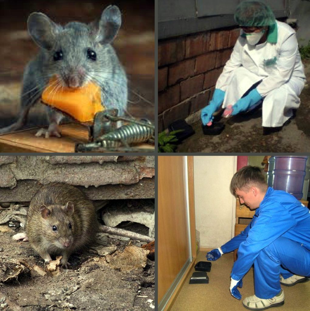 Дезинфекция от грызунов, крыс и мышей в Ижевске