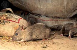 Дератизация от грызунов от крыс и мышей в Ижевске