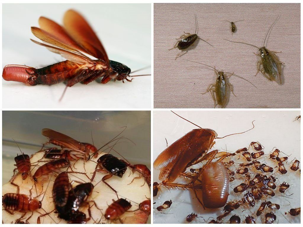 Уничтожение тараканов в квартире в Ижевске 