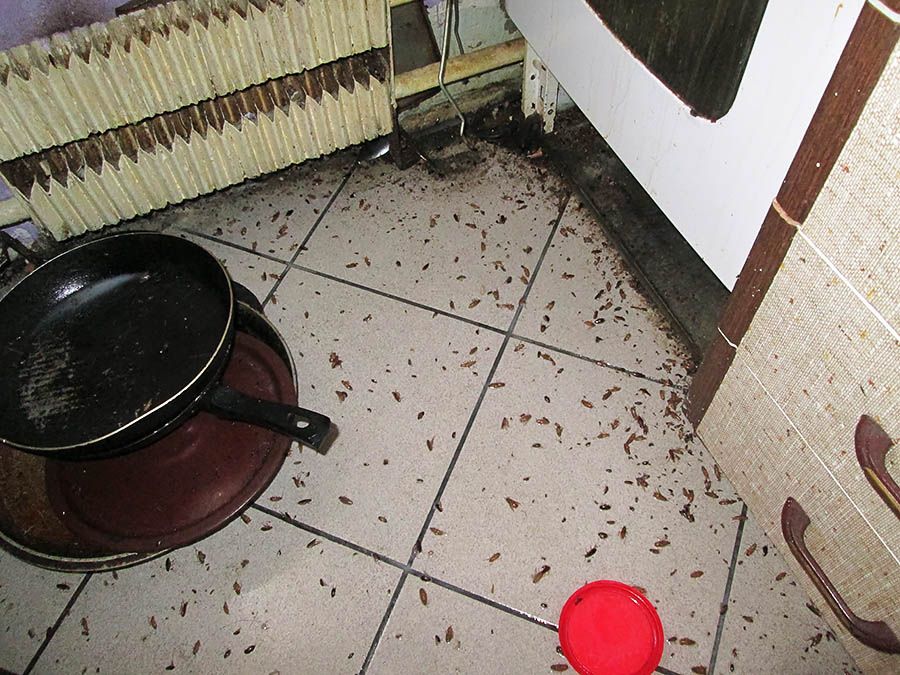 Санэпидемстанция от тараканов в Ижевске, вызвать, цены